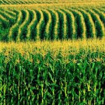 মোঃ নওফেল আলম